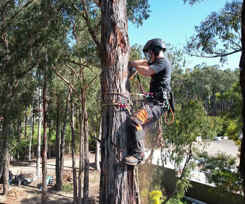 Tree Services - Spidermann All Terrain Solutions